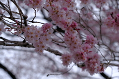 桜のハート