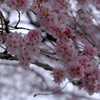 桜のハート