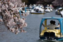 桜を愛でる@井の頭公園