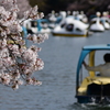 桜を愛でる@井の頭公園