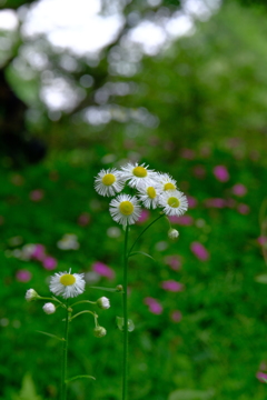 Green & Pink & White＠神代植物公園