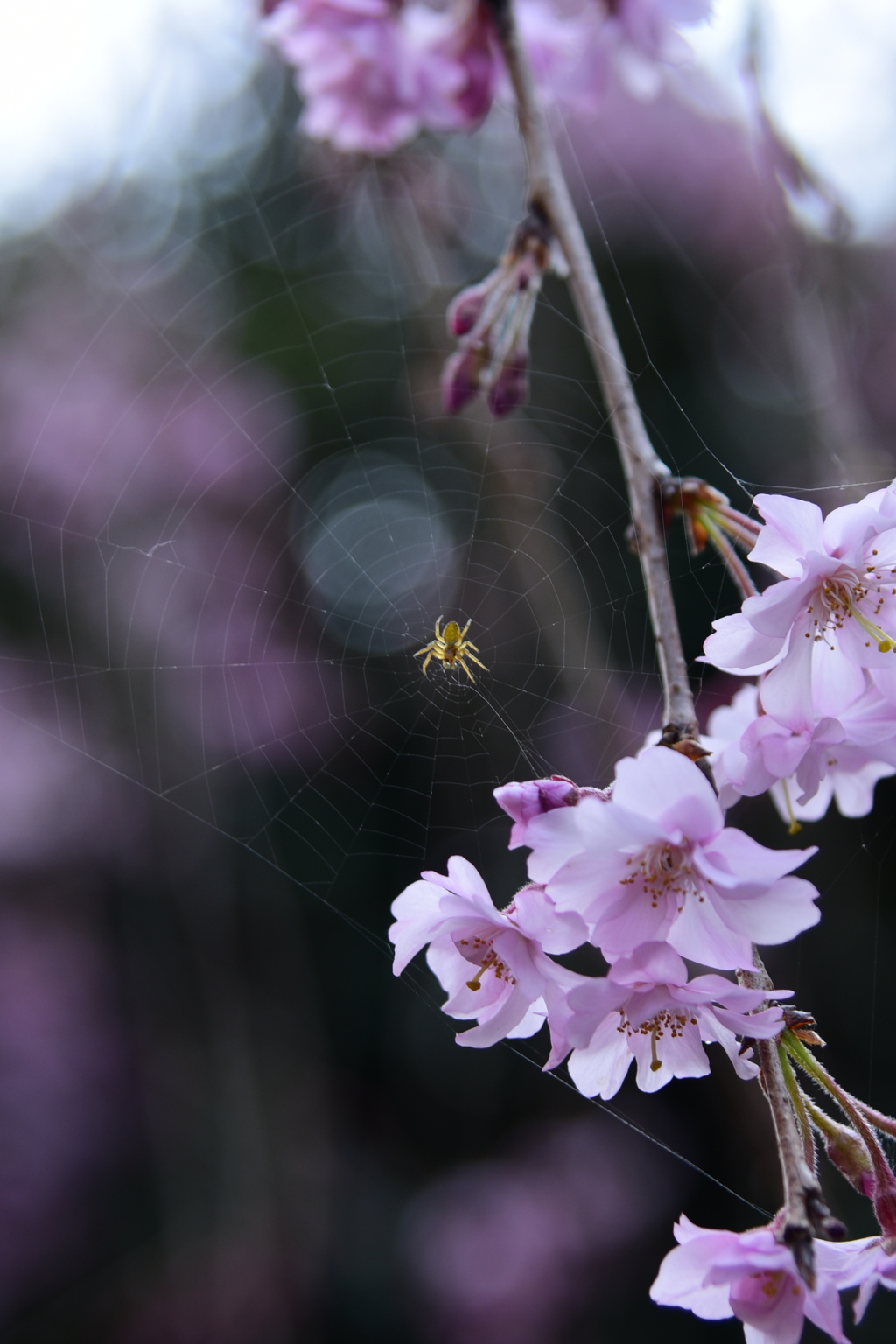 桜を撮ったつもりが…