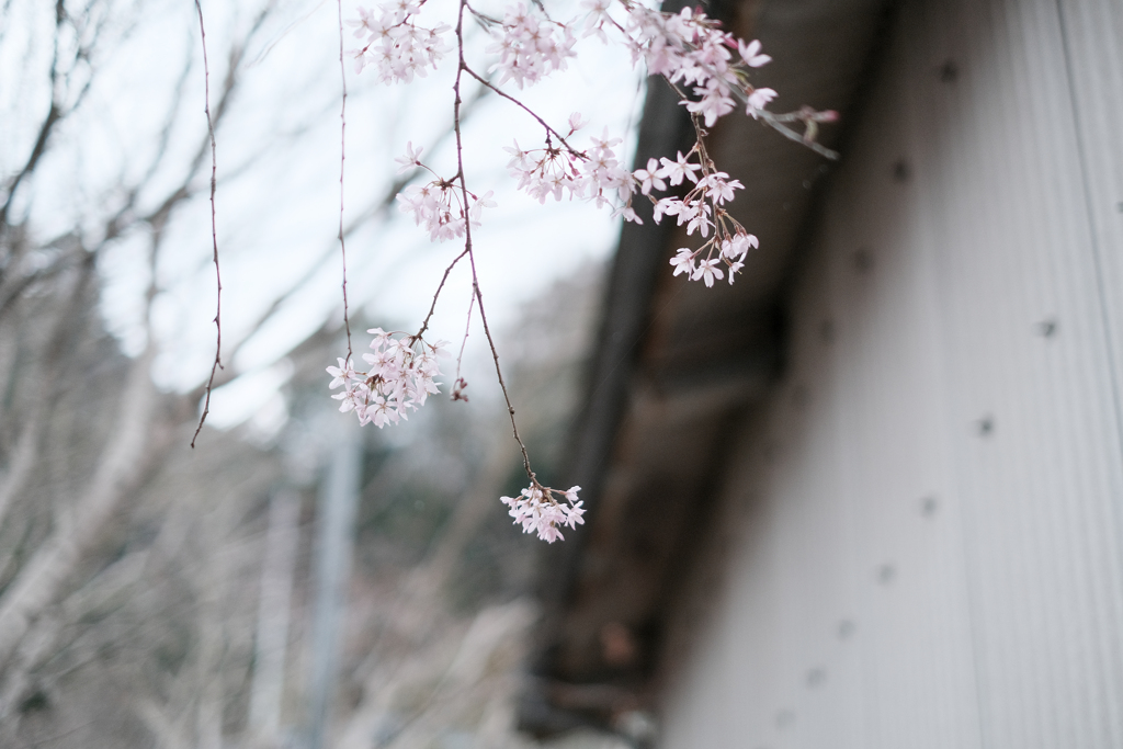 再见 今年的樱花