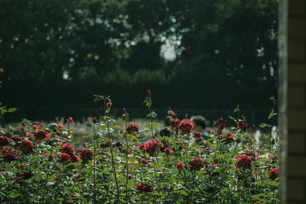 Autumn roses