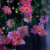 colors～pink