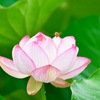 蓮