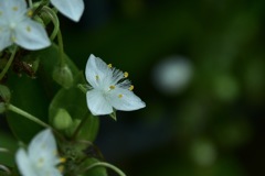 常磐露草