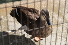 カモかも
