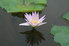睡蓮