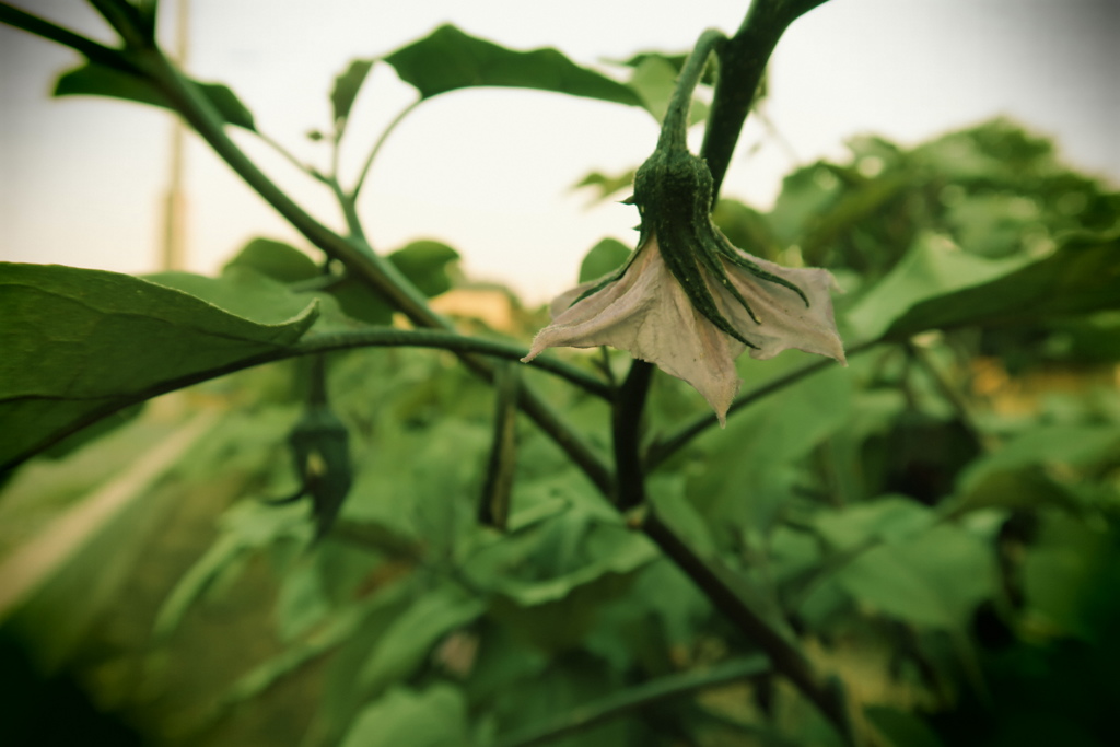 茄子の花
