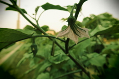 茄子の花