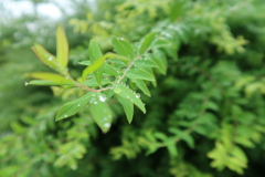 水滴