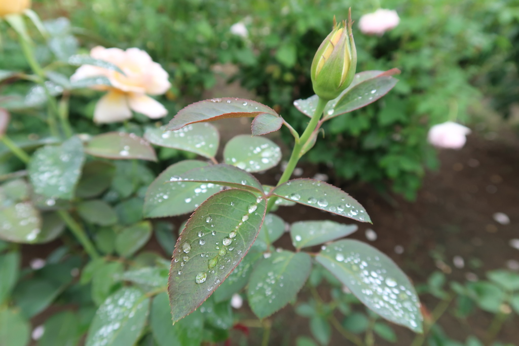 つぼみと水玉