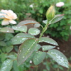 つぼみと水玉
