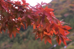 紅葉
