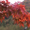 紅葉