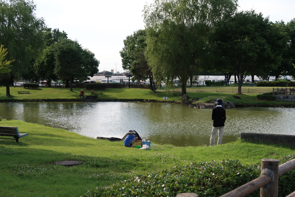 公園の池の親子