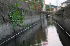 用水路と雑草