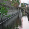 用水路と雑草