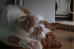 今日のにゃんこ　その2