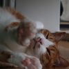 今日のにゃんこ　その2