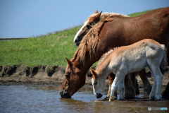 水辺の寒立馬