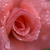 雨雫と薔薇