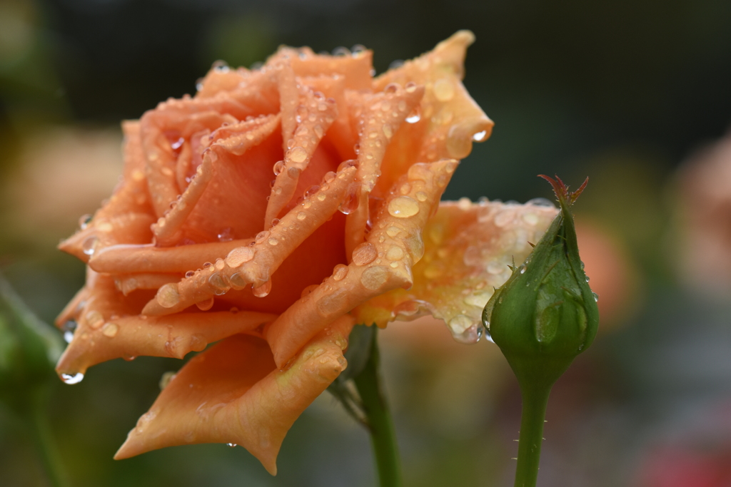 雨雫と薔薇