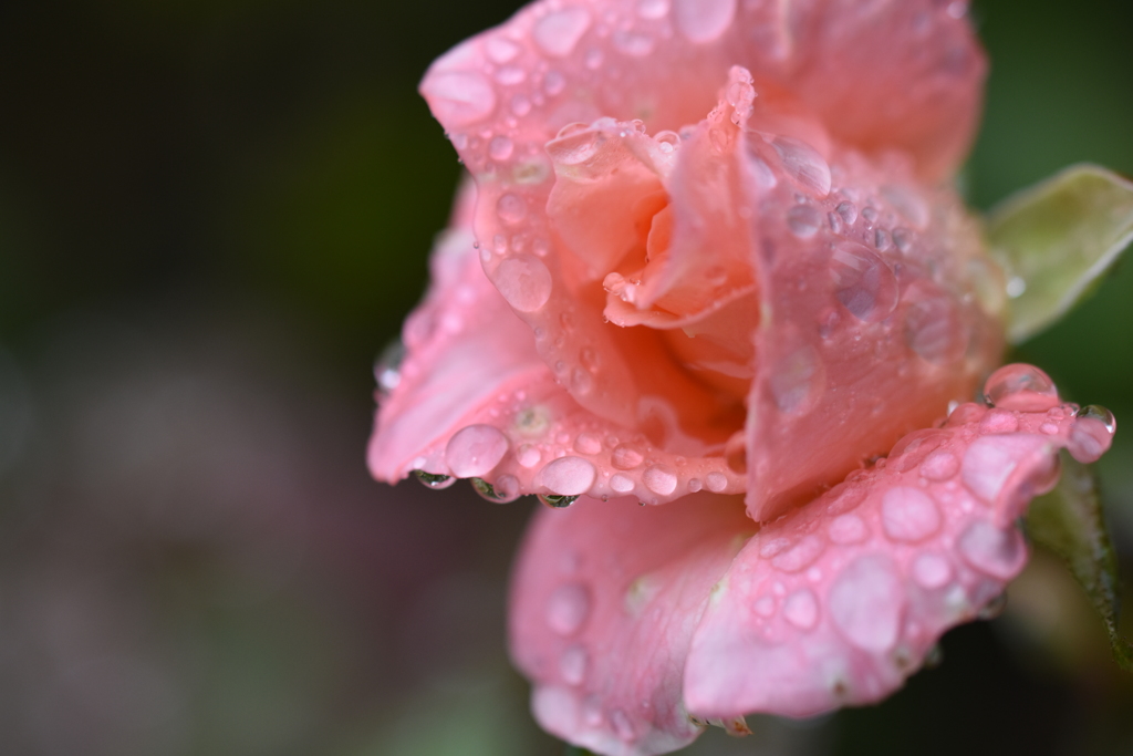 雨雫と薔薇