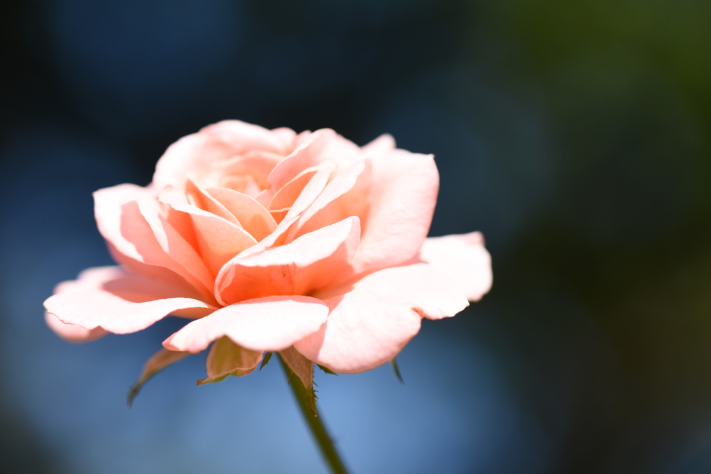 イングリッシュガーデンの花たち_1