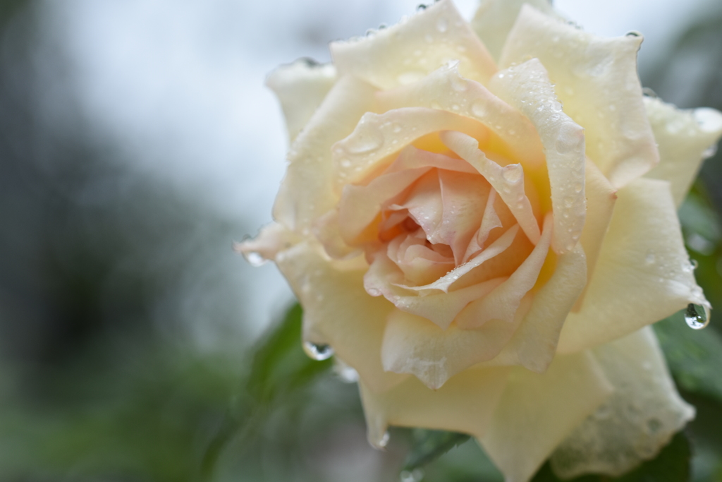 雨雫と薔薇