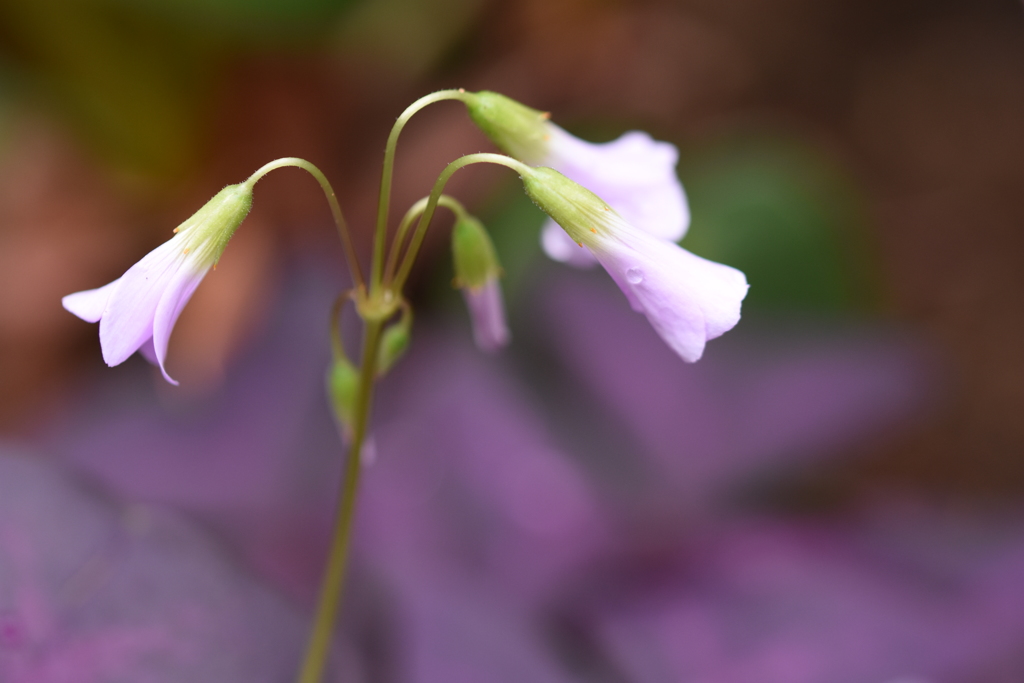 小田原フラワーガーデンの花たち8