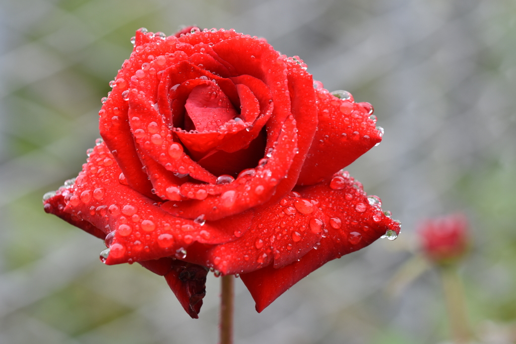 雨雫と薔薇