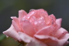 雨雫と薔薇