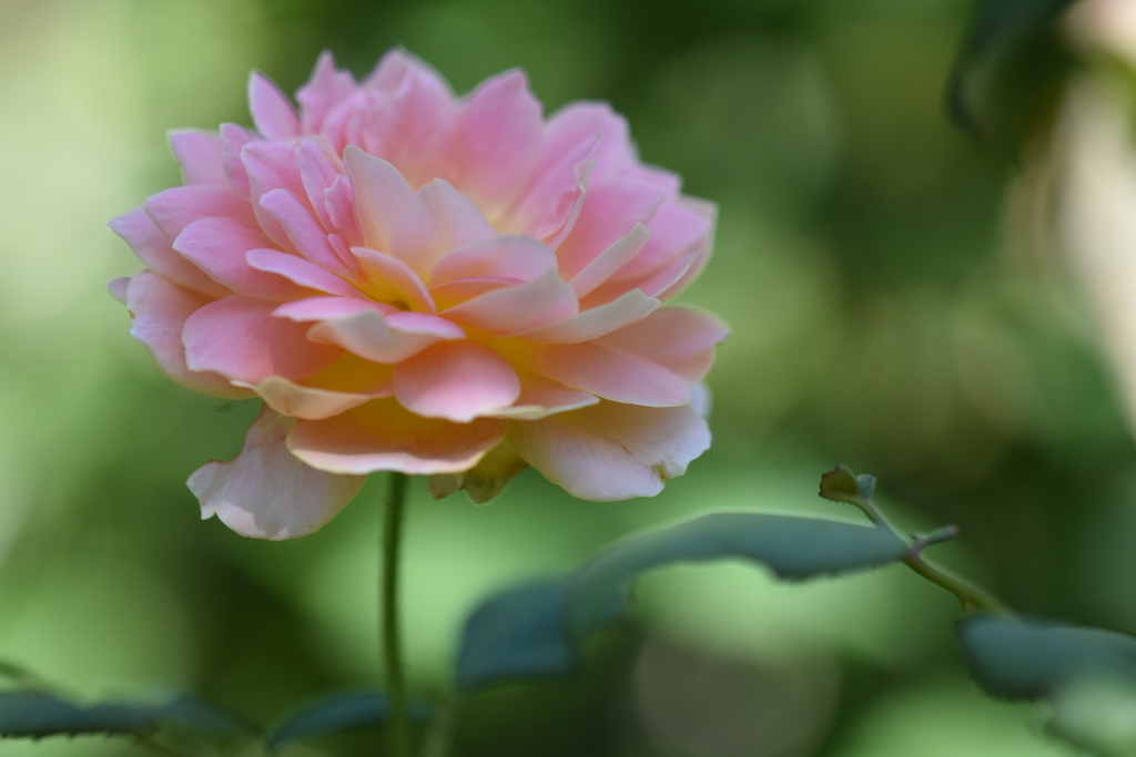 イングリッシュガーデンの花たち_3