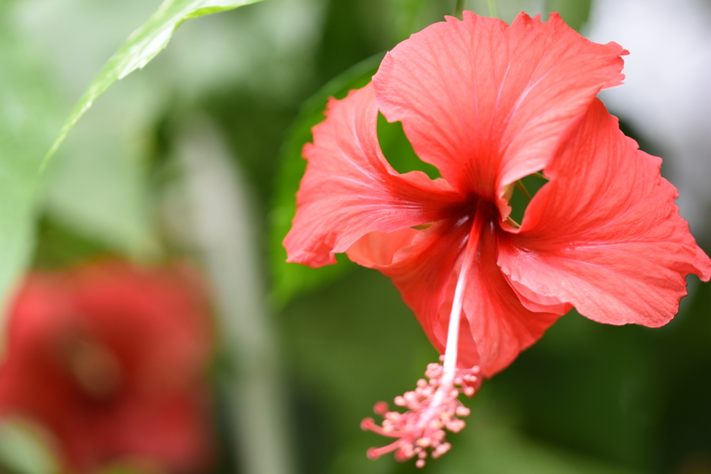 小田原フラワーガーデンの花たち2