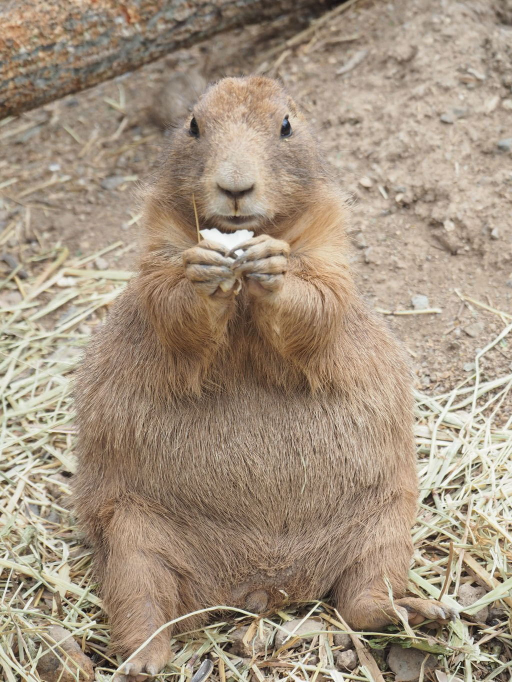 食事中ー