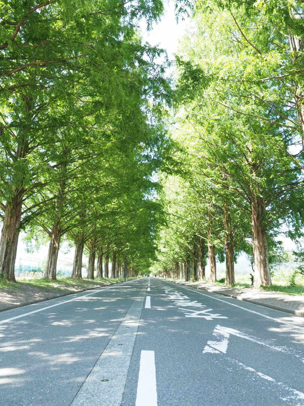 夏のメタセコイア並木