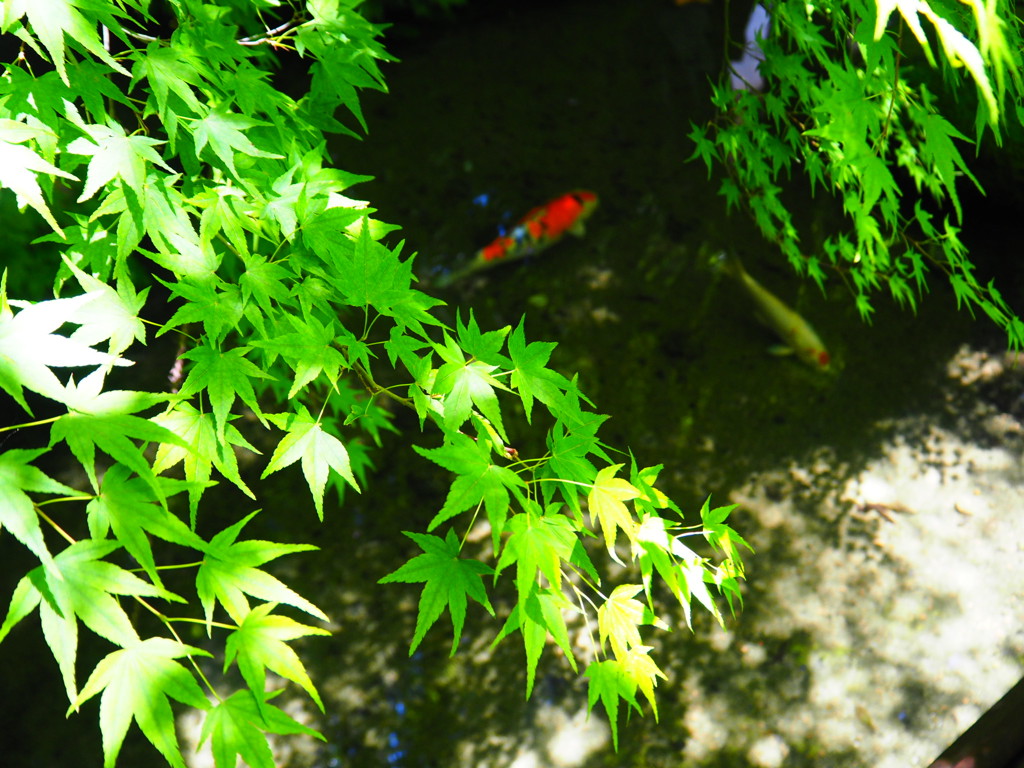 瑠璃光院  3