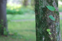 in the forest