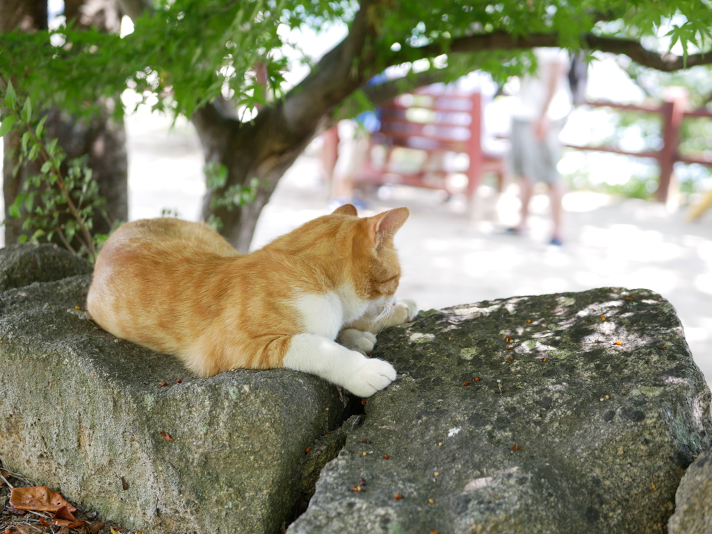 我輩は猫である