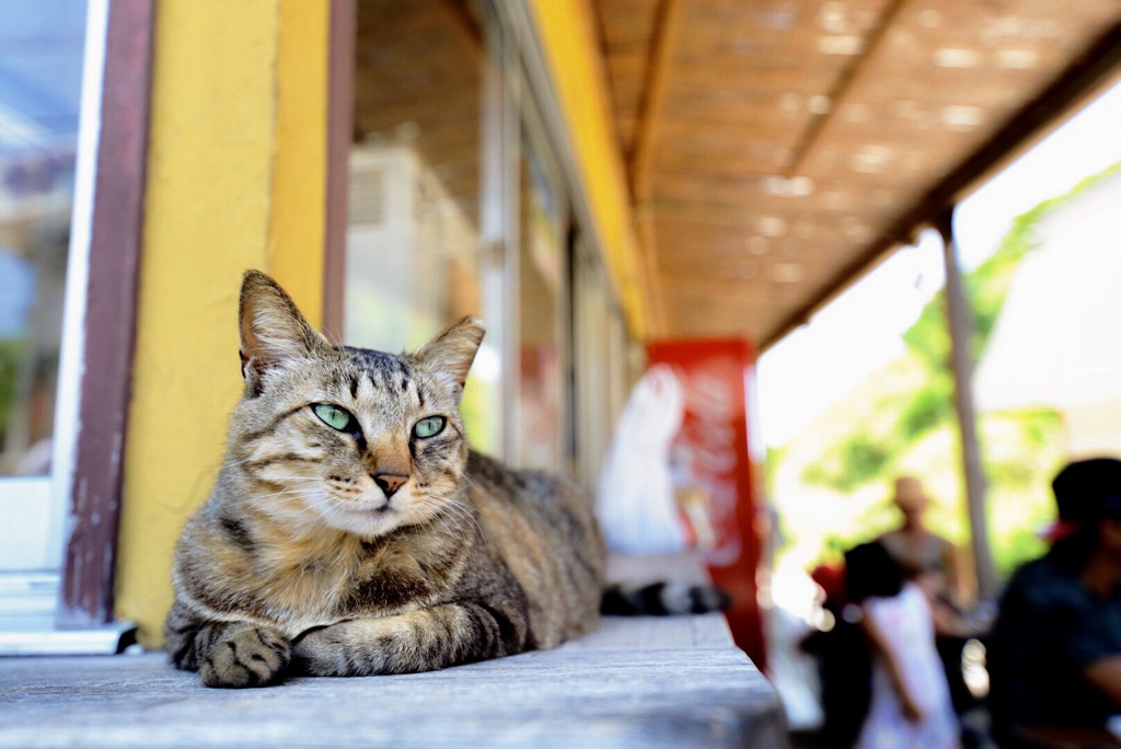 看板猫