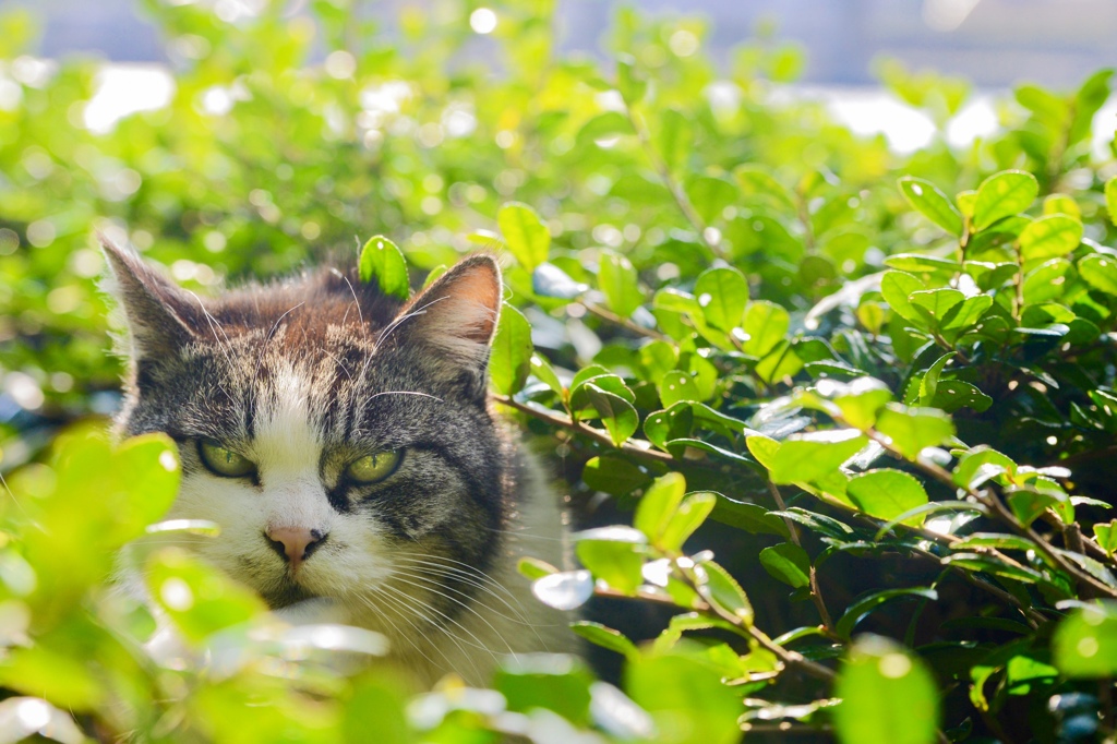 隠れ猫