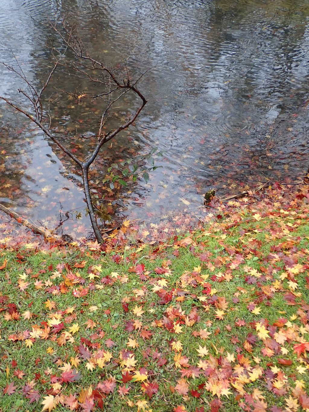 裏磐梯 秋の紅葉