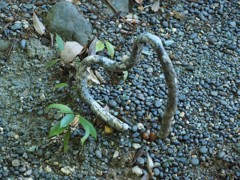 伊勢神宮でハートを見つけました。