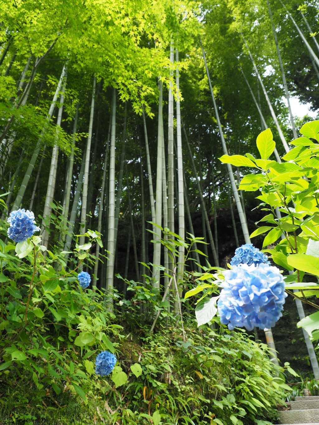 北鎌倉明月院