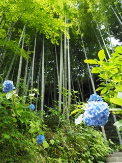 北鎌倉明月院