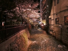 ひとり旅と桜