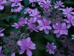 紫陽花