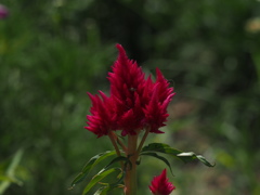 道中の花